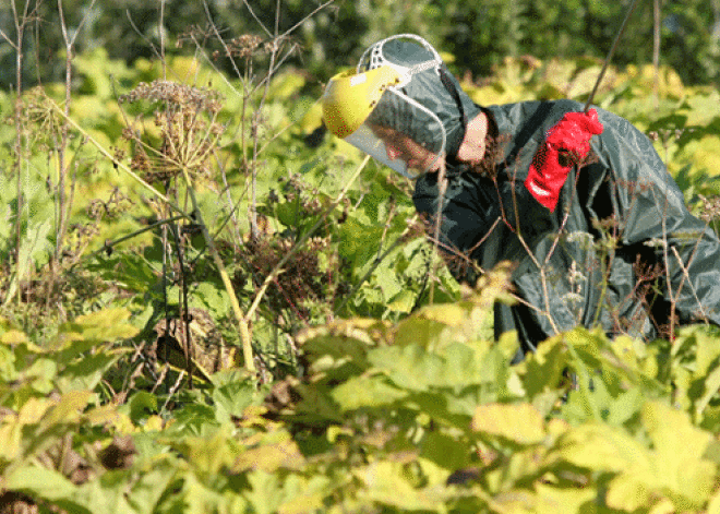 Latvāņu apkarošana Latvijā var ilgt vismaz 10 gadus