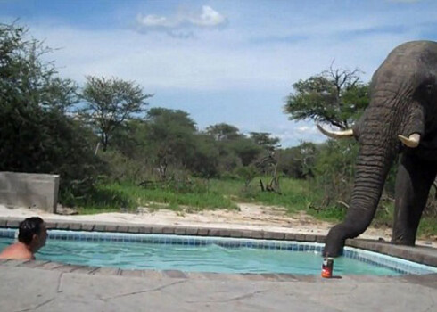 Слон пришел напиться из бассейна