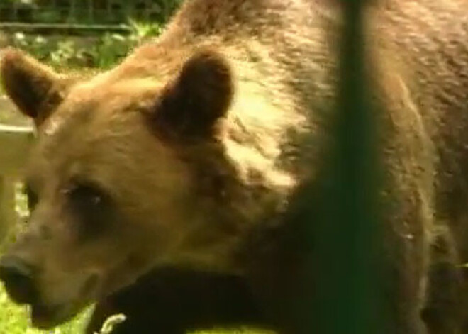 Ķekavas lācenes neieredz Līgatnes lāču puikas. VIDEO