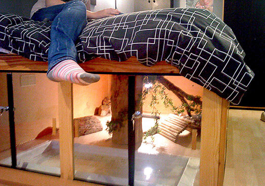 Так выглядит дом Пушистика