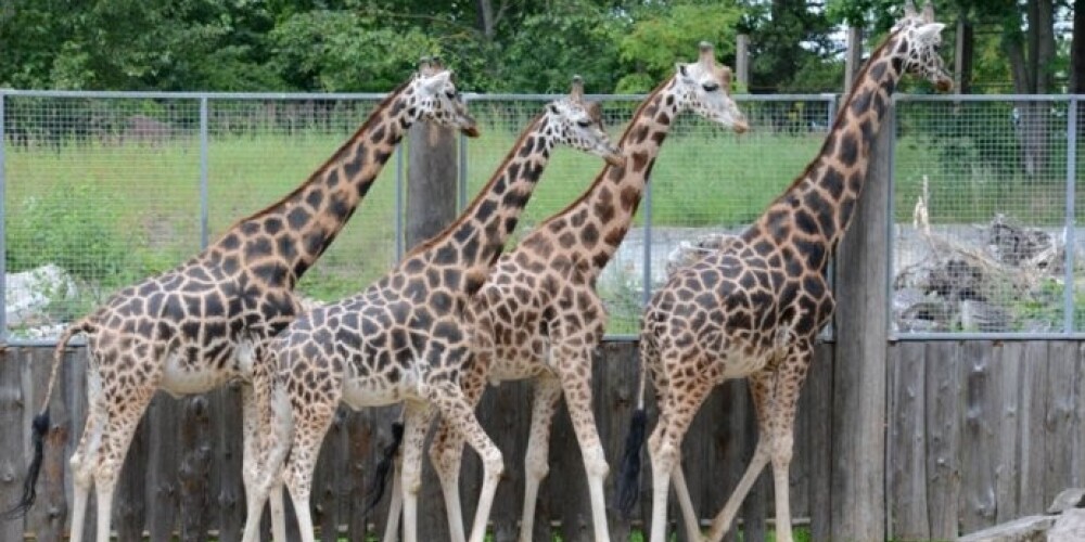 Rīgas Zooloģiskajā dārzā 8. septembrī žirafu diena