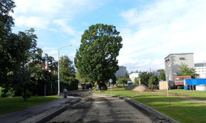 Aizstāvot šī ozola Salaspilī, Lauku ielā, dzīvību, Latvijas dendrologu biedrības prezidents ir gatavs pat uz visradikālāko rīcību – pieķēdēties pie koka.