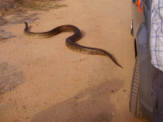 После того как работники парка выманили змею их теплого местечка, она отправилась восвояси