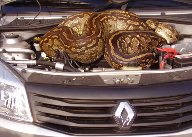 Путешествие с питоном под капотом