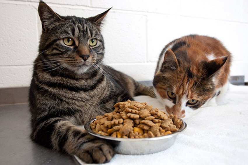 Кошка ничего не ест. Кот делится едой. Толстые коты и еда. Два котика с едой. Два кота едят.