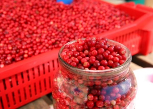 Brūkleņu morsam pēc pagatavošanas ir vismaz mēnesi jānobriest, lai būtu garšīgs.