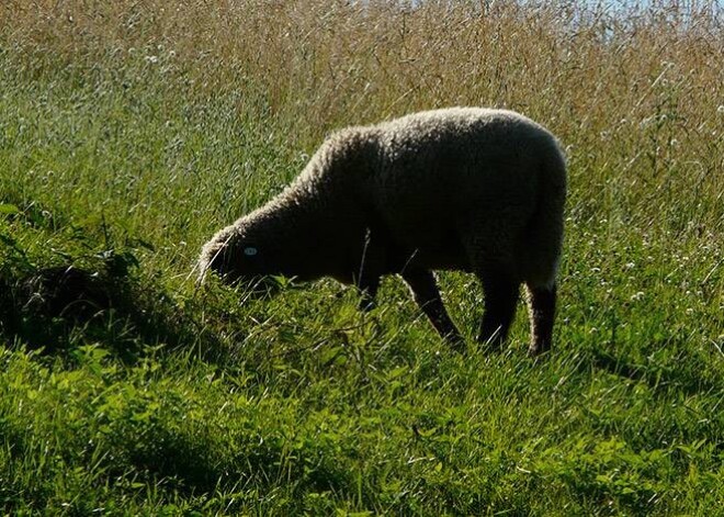 Tā sūtījumu saņēma sieviešu vēstuļu ''čempions'' Egīls Rušiņš