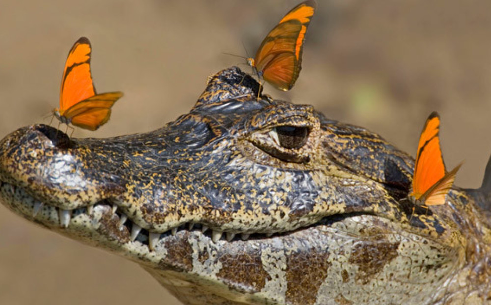 Фото крокодила с бабочками