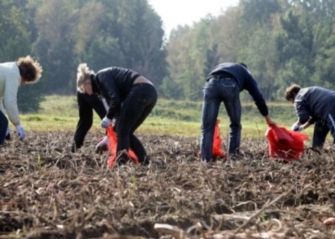 Lietus dēļ novākšanas darbi aizkavējas, un vēl daudz nenoraktu platību. Turklāt agro šķirņu kartupeļi pastiprināti bojājas.