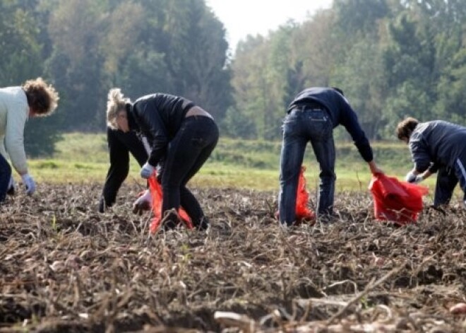 Kartupeļu novākšana lietus dēļ šogad kavējas par pāris nedēļām