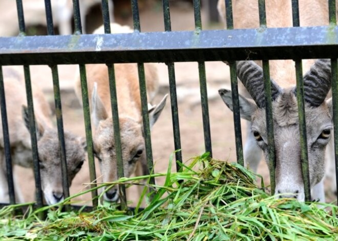 Rīgas vēstures un kuģniecības muzejā notiks ģimenes diena "Rīgas Zooloģiskajam dārzam - 100"