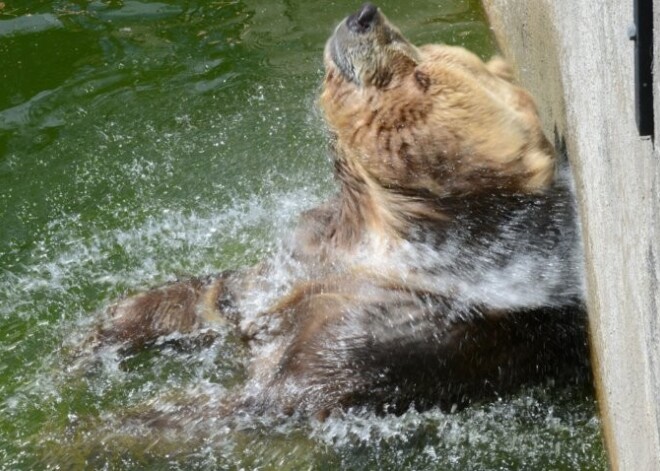 Dāvana apmeklētājiem un lācim Zoodārza simtajā dzimšanas dienā