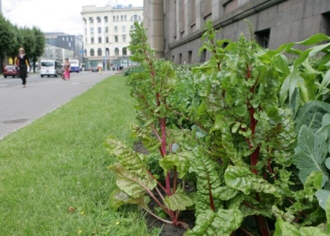 Ministru kabineta dārzeņu dobi sagatavo ziemai