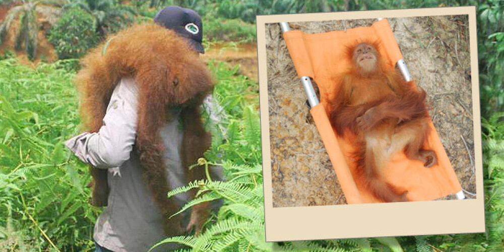 Aizkustinoši foto: dabas aizstāvji glābj orangutanus no buldozeriem. FOTO