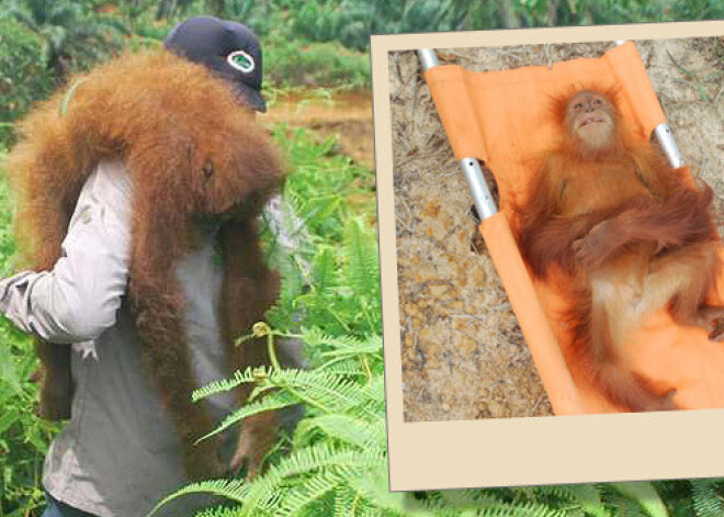 Aizkustinoši foto: dabas aizstāvji glābj orangutanus no buldozeriem. FOTO