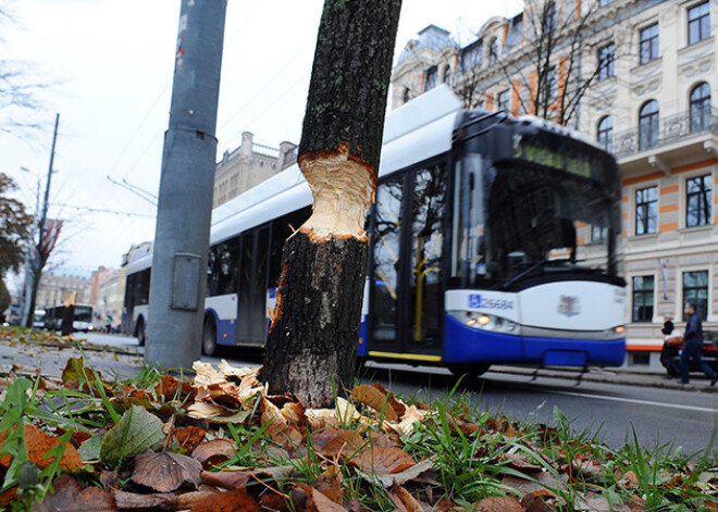 Bebri Rīgas centrā nograuž liepas. FOTO