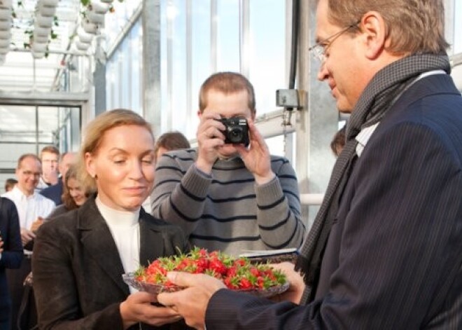 Pirmā Getliņos izaudzētā zemeņu raža veikalos būs pieejama jau šonedēļ. FOTO