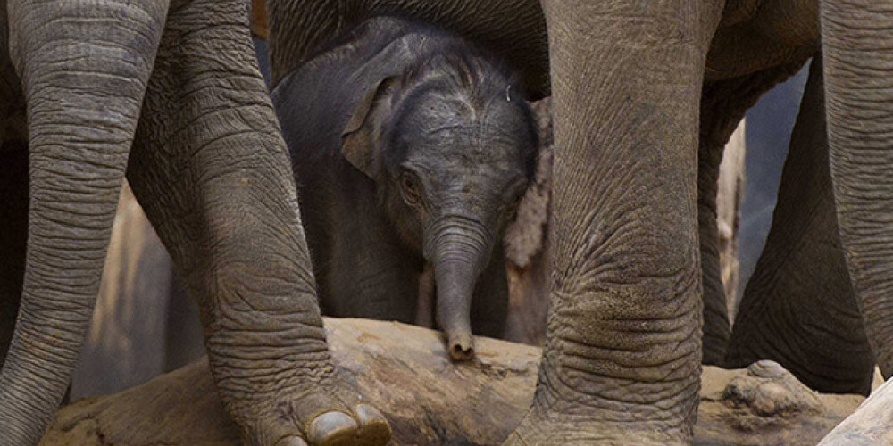Indijā ārdās 50 totāli apdzērušies ziloņi