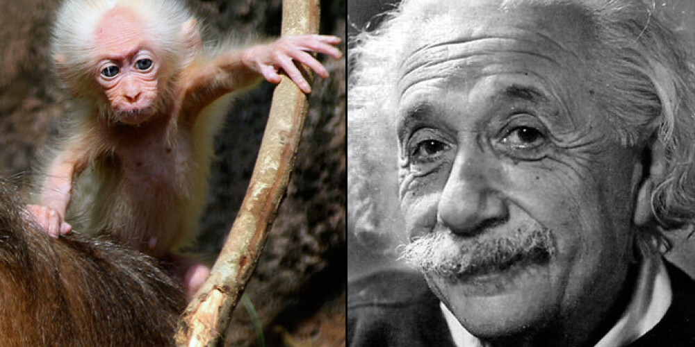 Alberta Einšteina reinkarnācija – šoreiz piemīlīgā mērkaķēnā. FOTO