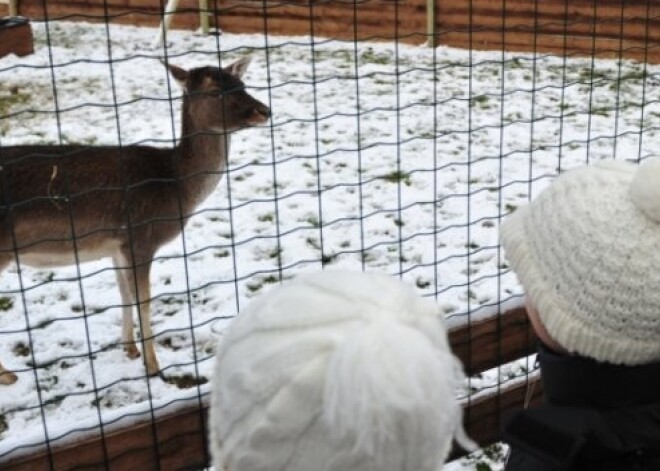 Rīgā atklāts īsts briežu dārzs. FOTO. VIDEO