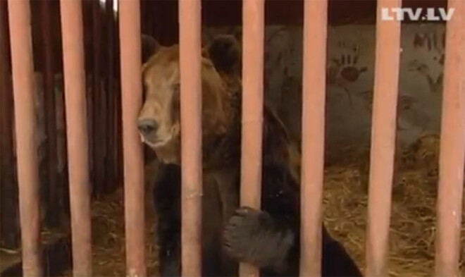 Ragaciemā jau 19 gadus kādā privātmājas pagalmā dzīvo lācis, kurš kļuvis par boksa un svarcelšanas kluba „Brāļi” simbolu.