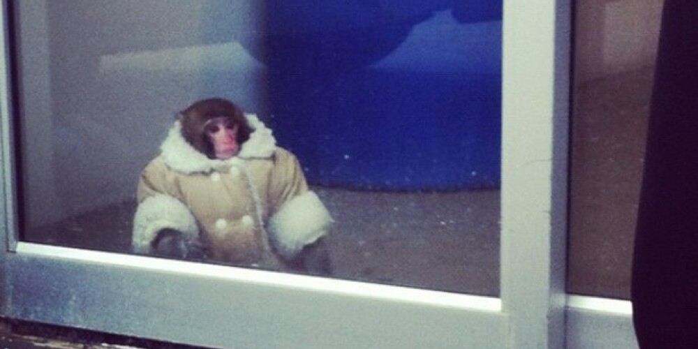 Очевидцы инцидента  фотографировали необычного посетителя магазина, писали о нем в твиттер, и новость об обезьяне быстро разошлась по социальным сетям