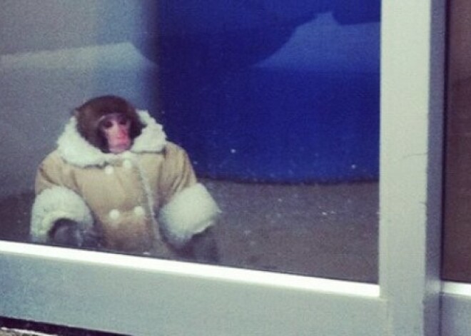 Забавной обезьяне из Ikea найден новый дом