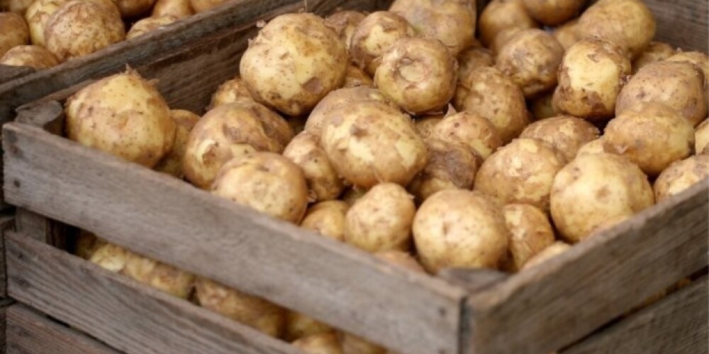 Румыны и голландцы массово скупают латвийский картофель