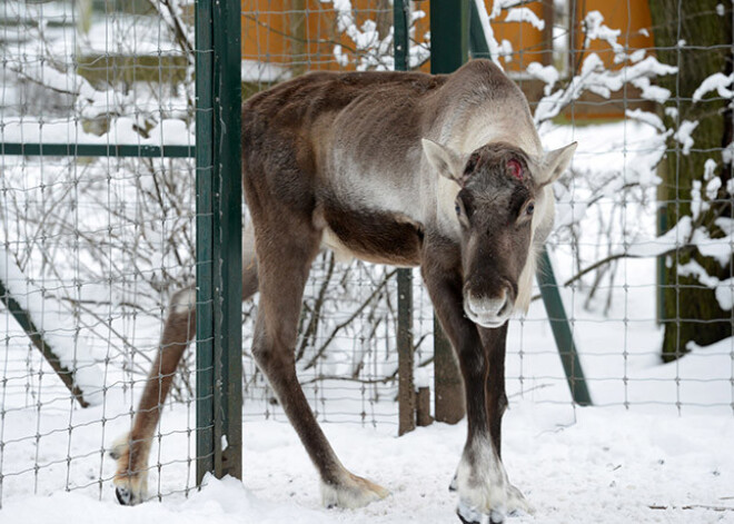 Rīgas Zooloģiskais dārzs prognozē: Ziemassvētku dāvanu šogad var nebūt. FOTO