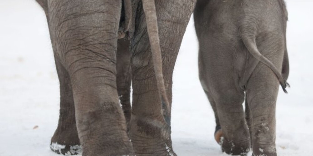 Krievijā ziloņus no aukstuma glābj ar desmitlitrīgu šņabja kokteili