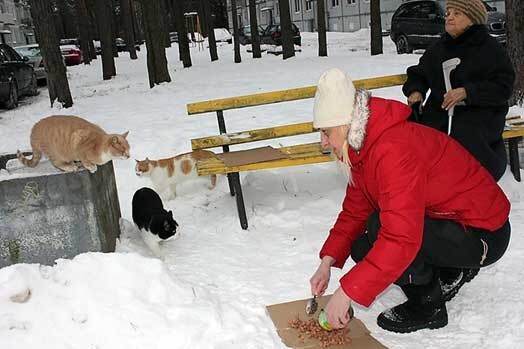 Lai pamestie kaķi nenomirtu badā, Olga kopā ar kaimiņienēm tos baro divas reizes dienā.