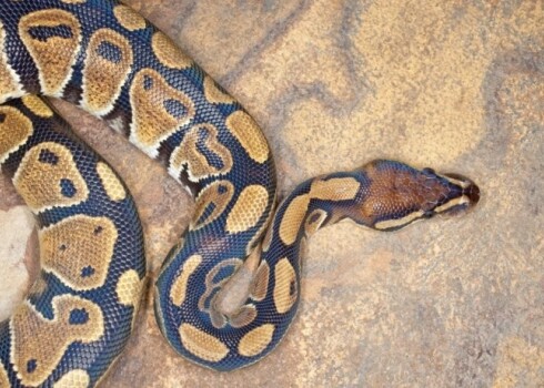 Pēc dramatiskā lidojuma čūsku nocēla no spārna, taču tas bija tikko nobeidzies.