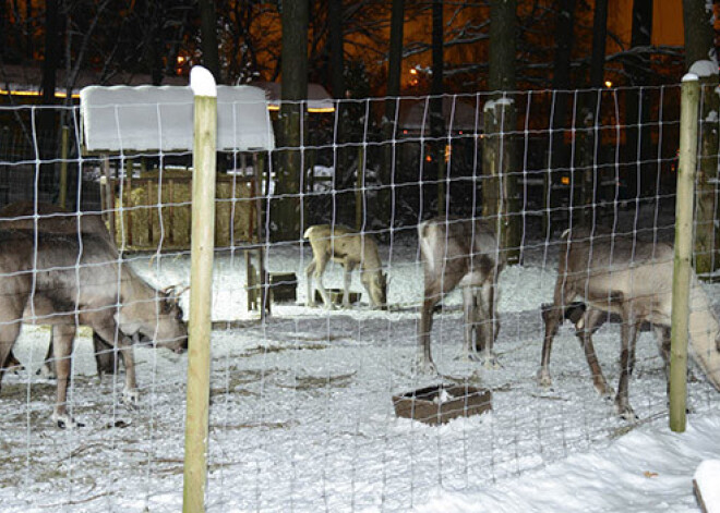 Rīgas Zooloģiskajā dārzā Ziemas naktis vēl līdz 27. janvārim. FOTO