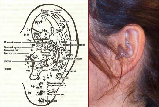 Карта аурикулотерапии и ухо Пенелопы Крус
