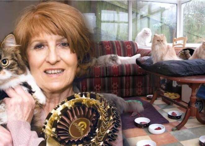 Četrdesmit (!) kaķi izjauc vīrieša un sievietes laulību. FOTO