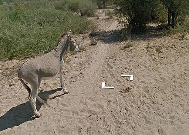 Aizdomas, ka Google Street View noslaktējuši ēzeli