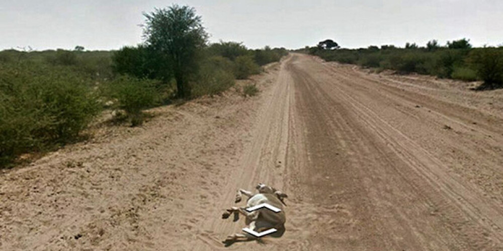 Aizdomas, ka Google Street View noslaktējuši ēzeli. FOTO