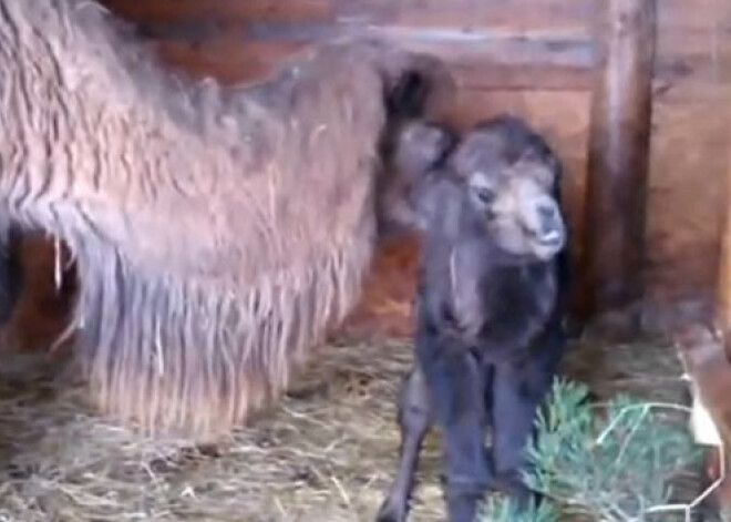 Amatas novadā piedzimis jau trešais kamieļbērns. VIDEO