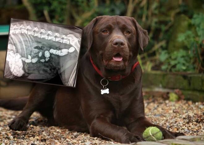 Pastaigājoties pa pludmali, suns norij 109 akmeņus! FOTO