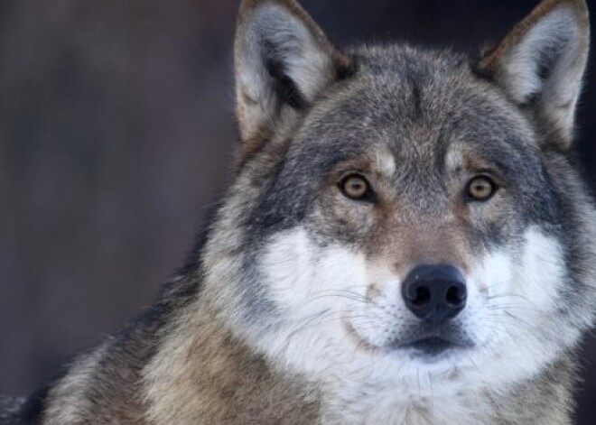 Suns visu nakti sargājis purvājā apmaldījušos trīsgadīgu meitenīti. VIDEO