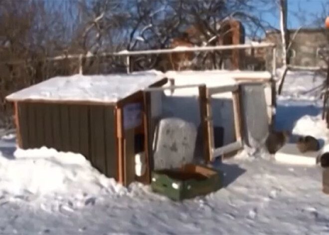 Salacgrīvā ierīkota māja kaķiem – bezpajumtniekiem. VIDEO