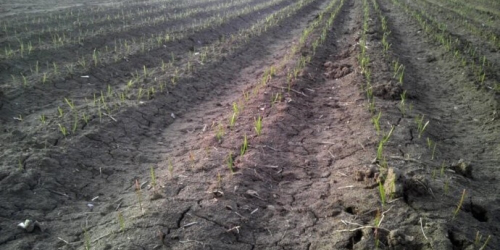 Министр земледелия Лаймдота Страуюма сообщила, что ведомство уже подготовило ряд конкретных предложений