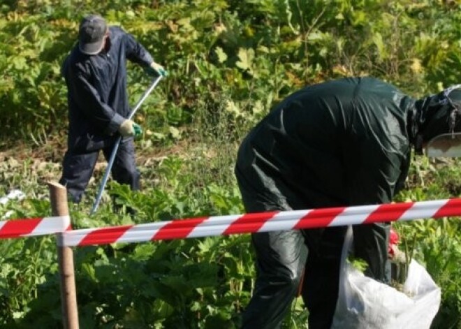 Sola palielināt atbildību zemes īpašniekiem, kuru laukos aug indīgie latvāņi