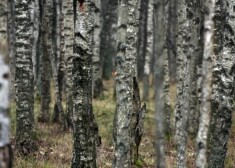 Gar ceļu pie mājas aug vairāk nekā desmit skaisti bērzi, pie kuriem vakar ieradušies strādnieki un atzīmējuši tos kā cērtamus. Koku likvidēšanu esot iecerēts sākt pirmdien, 18.martā.