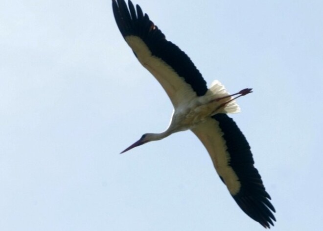 Latvijā pirmoreiz šogad redzēts baltais stārķis un baltā cielava