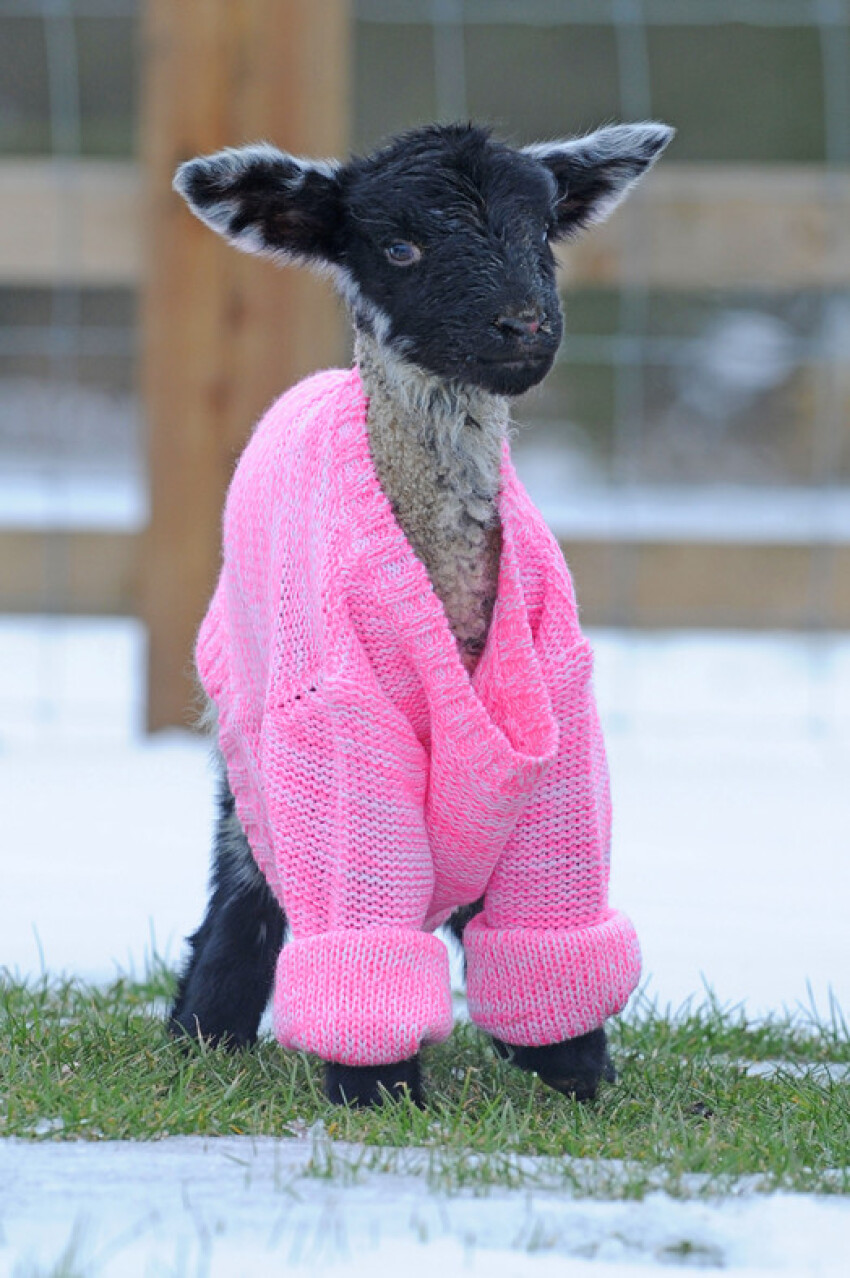 Козлята в свитерах