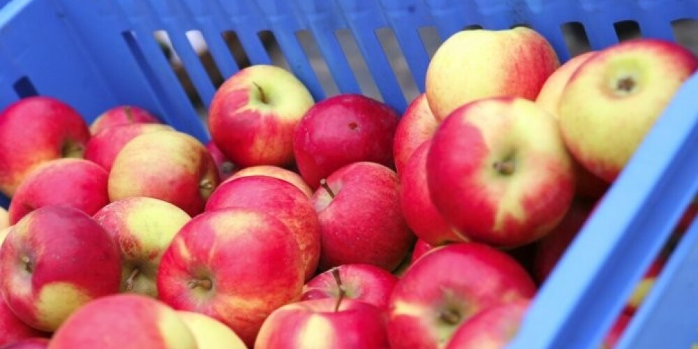 Cilvēki pirmssvētku laikā vairāk nekā ikdienā savos pirkumu grozos liek tradicionālos produktus, piemēram, majonēzi, skābo krējumu, zaļos zirnīšus, dārzeņus un augļus, kā arī citus produktus.