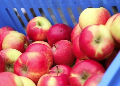 Cilvēki pirmssvētku laikā vairāk nekā ikdienā savos pirkumu grozos liek tradicionālos produktus, piemēram, majonēzi, skābo krējumu, zaļos zirnīšus, dārzeņus un augļus, kā arī citus produktus.