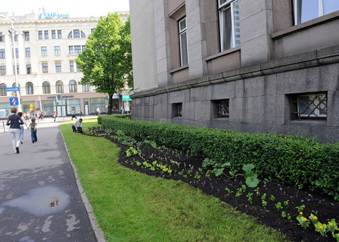 Šogad valdības ēkas puķu dobe būs veidota patriotiskās noskaņās