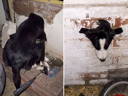 Поначалу хозяйке собаки это показалось смешным, но, когда она поняла, что пес не может шевелится, то запаниковала